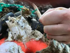 Chirona hameri thumbnail 1