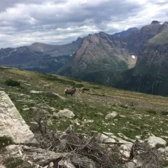 Bighorn Sheep thumbnail 2