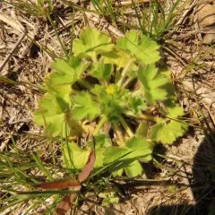 smallflower buttercup thumbnail 2