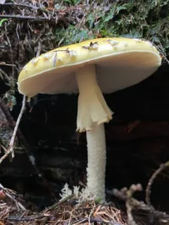 Breckon's False-Ring Amanita thumbnail 4