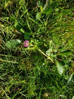 Alderney Crane's-bill thumbnail 2