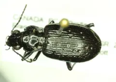 Blethisa oregonensis thumbnail 2