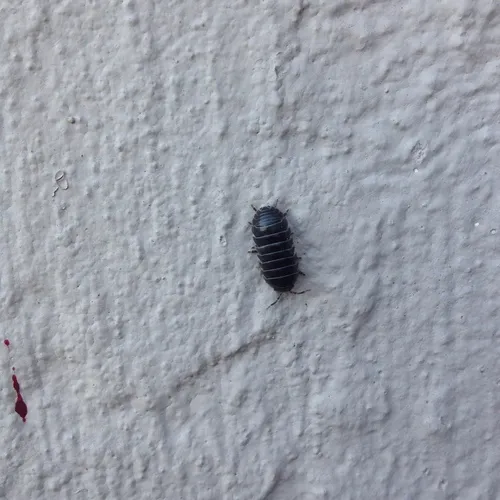 Common Pill Woodlouse