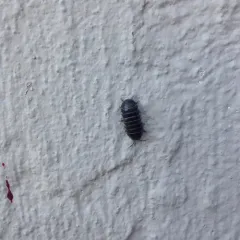 Common Pill Woodlouse thumbnail 1