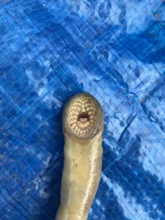 Silver Lamprey thumbnail 2