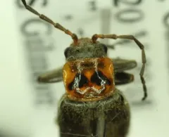 Cyrtomoptera divisa thumbnail 3