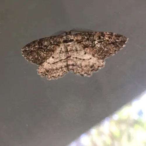 Brown-lined Looper