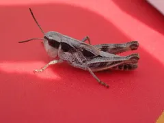 Bruner's Grasshopper thumbnail 2