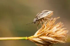 Homaemus bijugis thumbnail 2