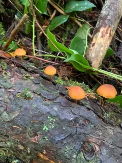 Beautiful Rustgill thumbnail 3