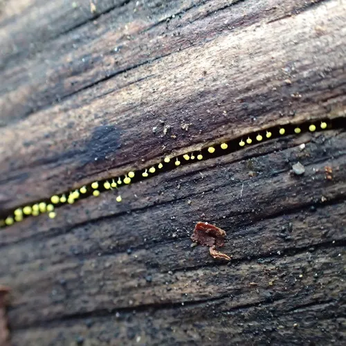 Physarum viride