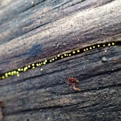 Physarum viride thumbnail 1
