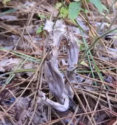 grey coral fungus thumbnail 2