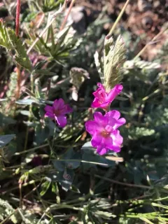 siskiyou fireweed thumbnail 2