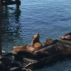 California Sea Lion thumbnail 2