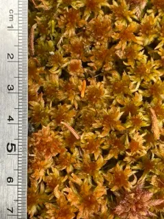 Northeastern Peatmoss thumbnail 2