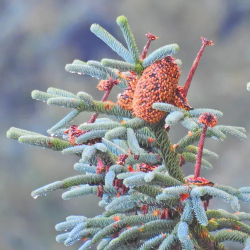noble fir