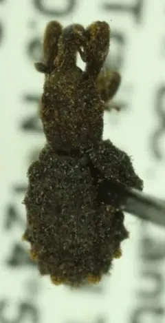 Gastrotaphrus barberi thumbnail 3