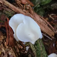 angel's wings thumbnail 2
