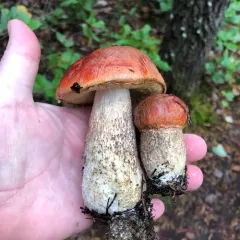 aspen bolete thumbnail 2
