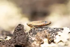 Pasaremus concentricus thumbnail 3
