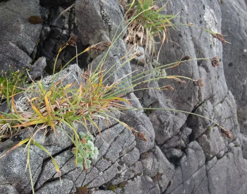 Gmelin's Sedge
