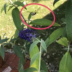 Snowberry Clearwing thumbnail 3