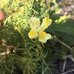 common toadflax thumbnail 5