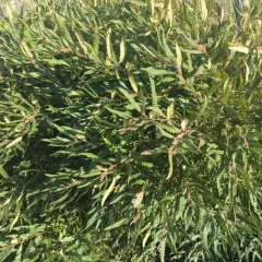 sweetfern thumbnail 5