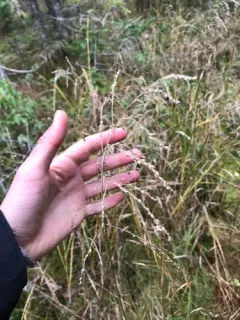 limp mannagrass thumbnail 3