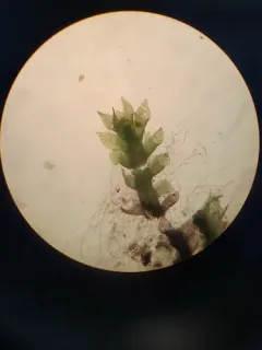 Tumid Notchwort thumbnail 2