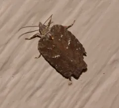 Acleris caliginosana thumbnail 3