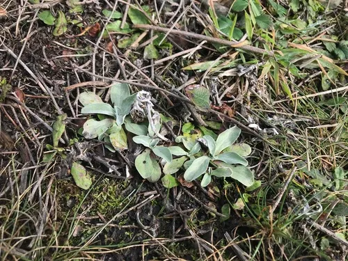 Purple Cudweed