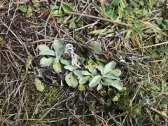 Purple Cudweed thumbnail 1