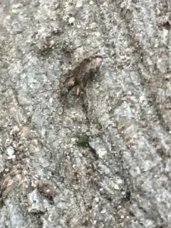 Asaphidion curtum thumbnail 2