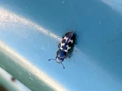 Glischrochilus confluentus thumbnail 2