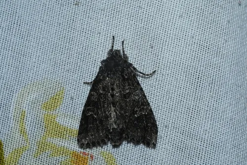 Polia rogenhoferi