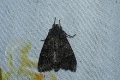 Polia rogenhoferi thumbnail 1