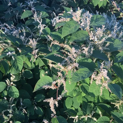 Japanese knotweed