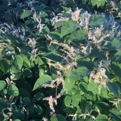 Japanese knotweed thumbnail 1