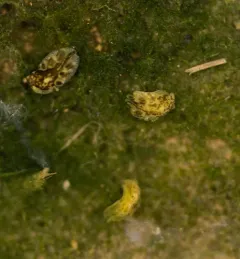 Alderia harvardiensis thumbnail 4