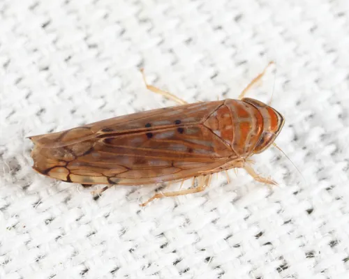 Osbornellus auronitens