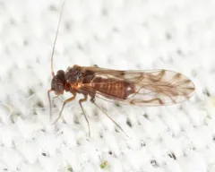 Lachesilla nubilis thumbnail 3