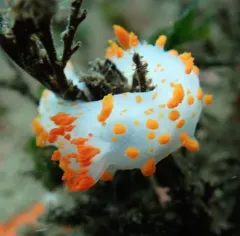 Clown Dorid thumbnail 2