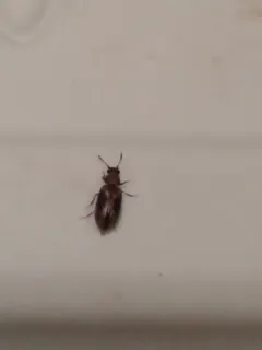 Derodontus trisignatus thumbnail 4