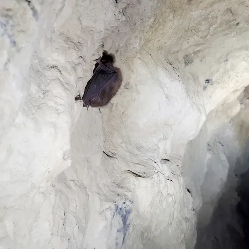 Townsend's Big-eared Bat