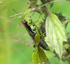 Graceful Grasshopper thumbnail 2
