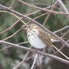 Hermit Thrush thumbnail 4