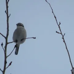 Northern Shrike thumbnail 2