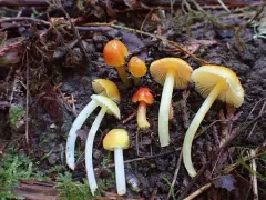 Glutinous Waxcap thumbnail 4